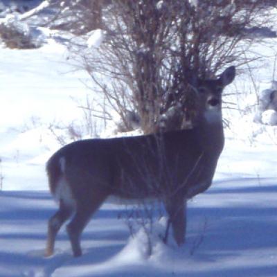 Wfwhitetail