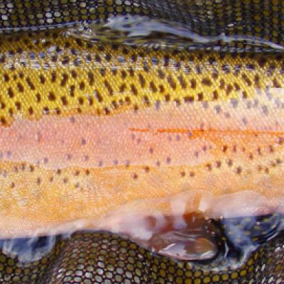 Colorbowsbc