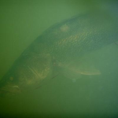 Underwater1