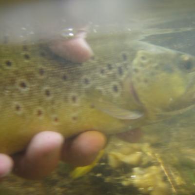 Btbrownunderwater