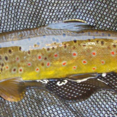 Brown14innet