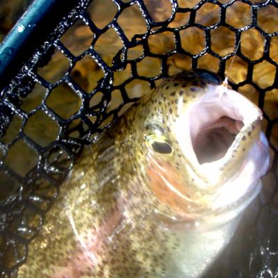 Btbowwithsowbug10 27 07