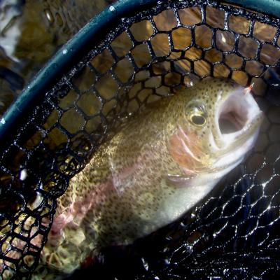 Btbowwithsowbug10 27 07b