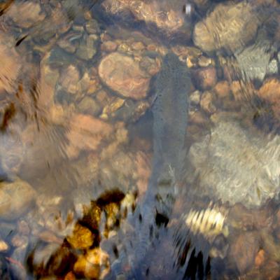 Btbrownrecover10 27 07